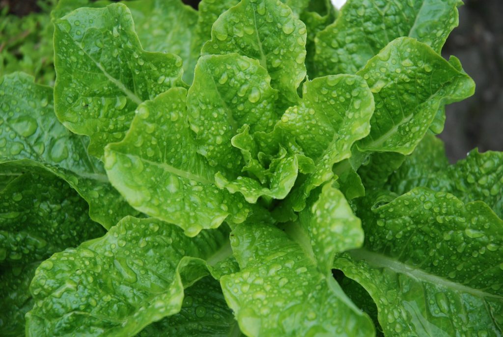 Eat and Lose Weight 20+ Best Weight Loss Foods BedTimez Page 13