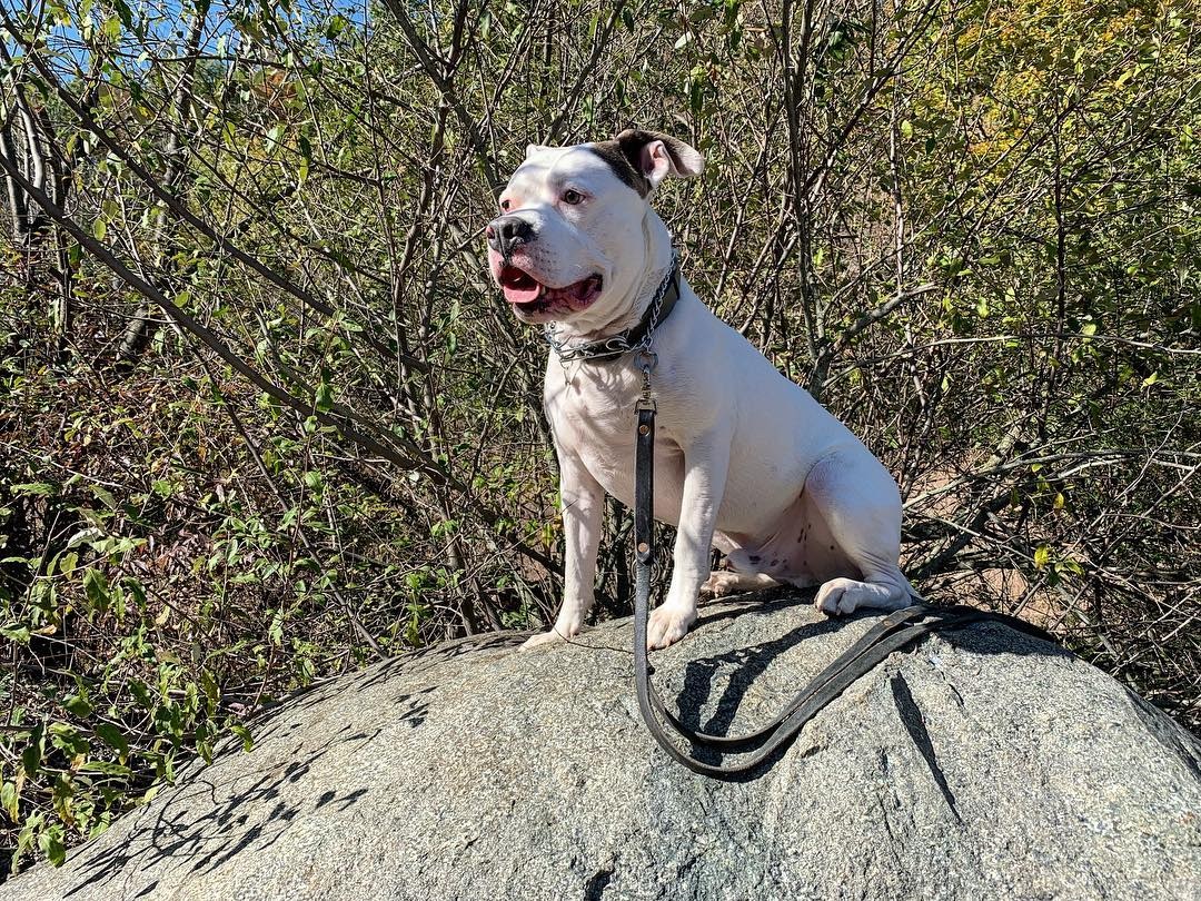 the-police-stepped-in-when-they-saw-this-photo-of-a-smiling-rescue-dog