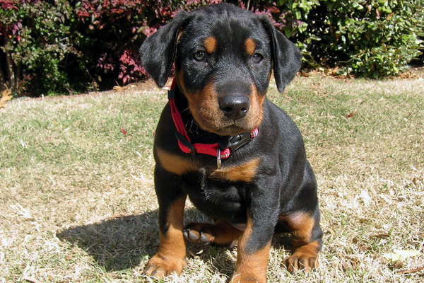 Doberman Puppy