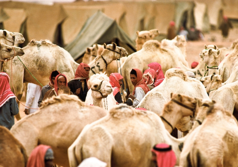 Buying Camels