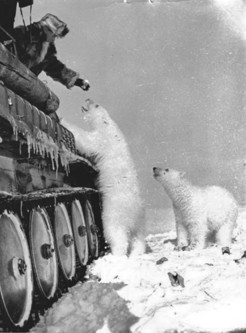 Feeding Polar Bears