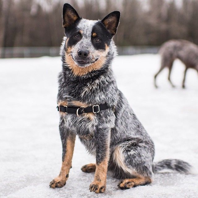 Australian Cattle Dog