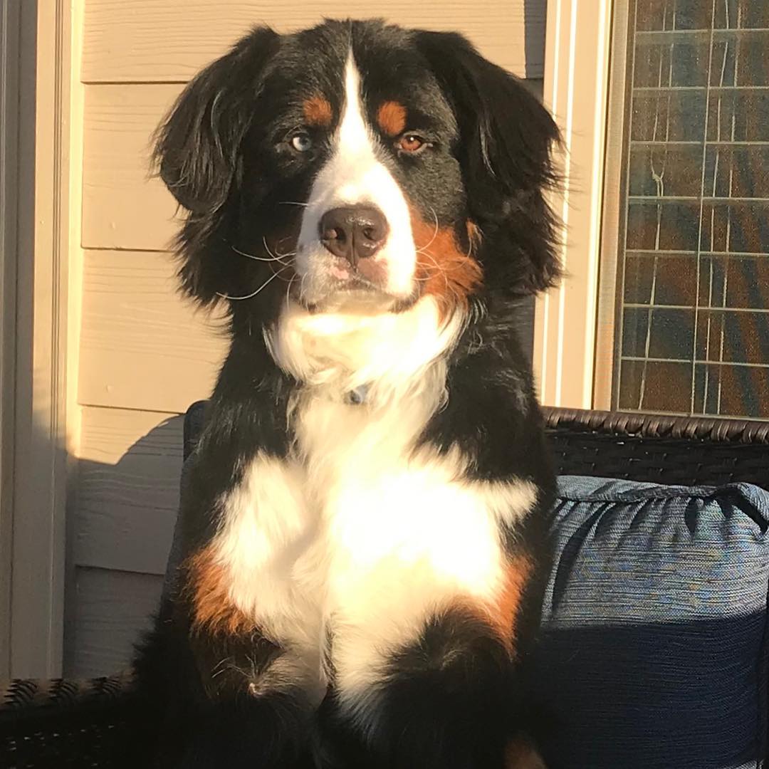 Bernese Mountain Dog