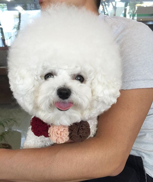 Bichon Frise