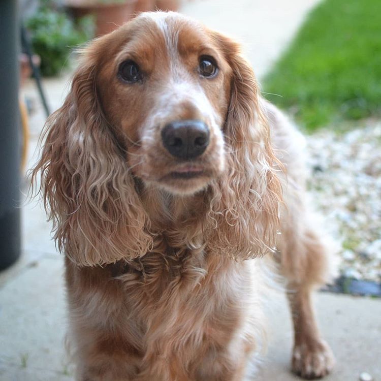 Cocker Spaniel