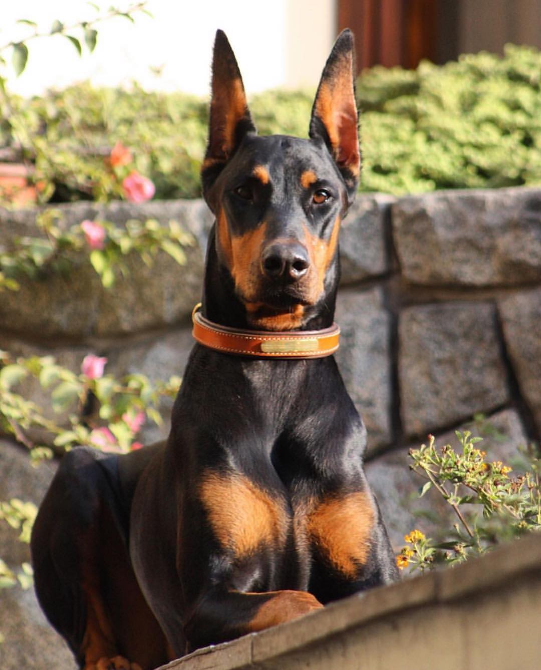 Doberman Pinscher