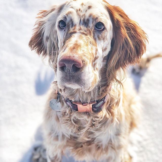 English Setter