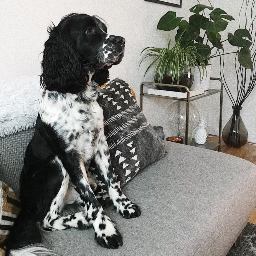 English Springer Spaniel