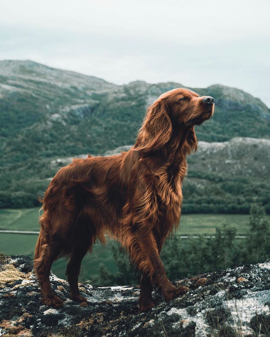 Irish Setter