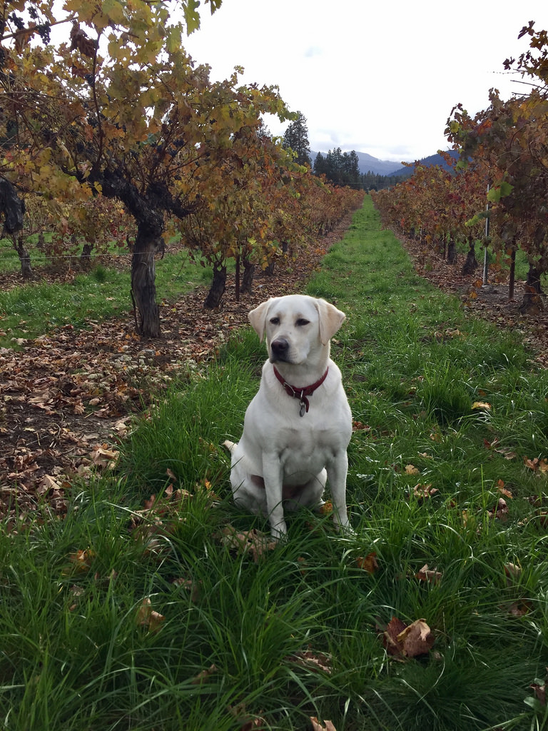 Labrador Retriever