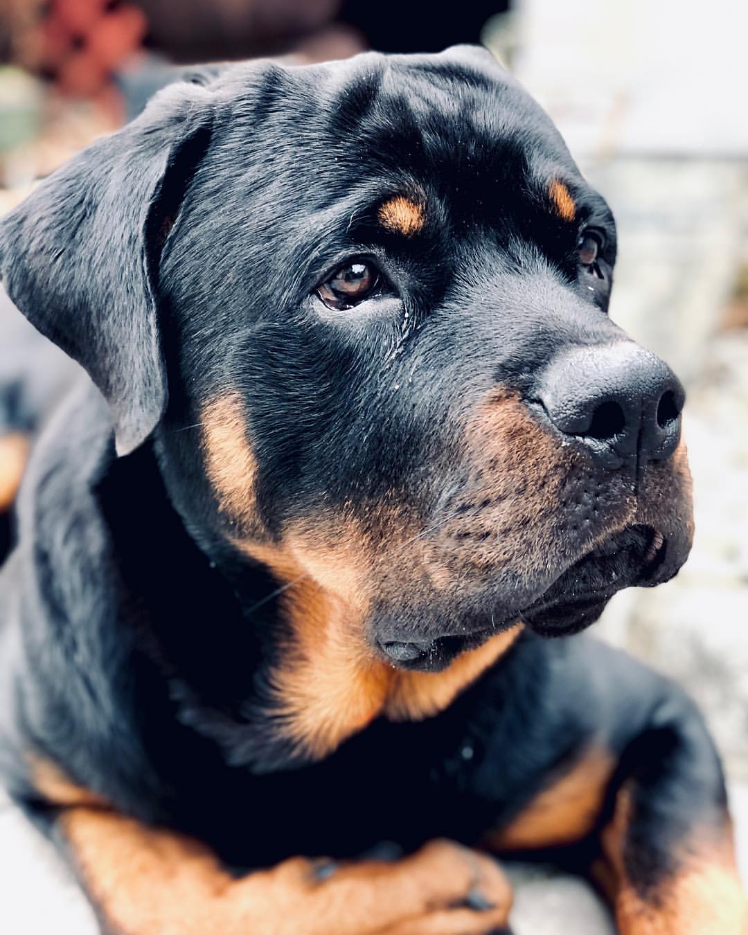 Rottweiler