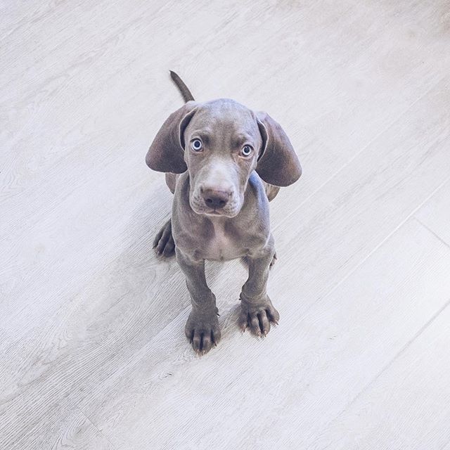 Weimaraner