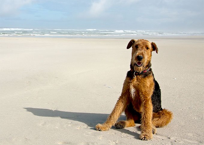 Airedale Terrier