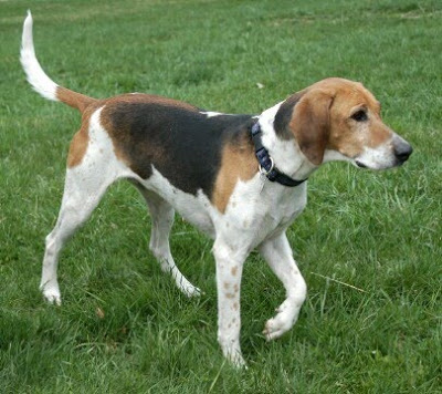 American Foxhound