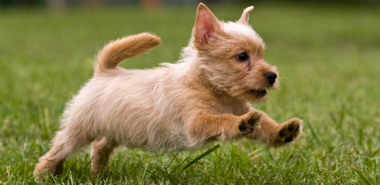 Australian Terrier