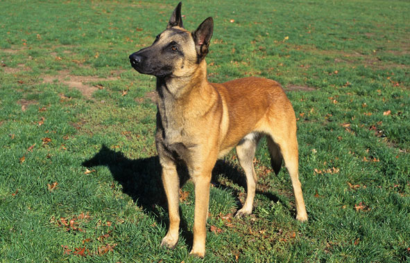 Belgian Malinois