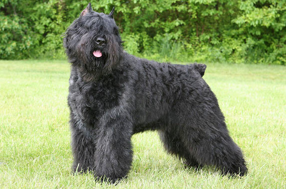 Bouvier Des Flandres