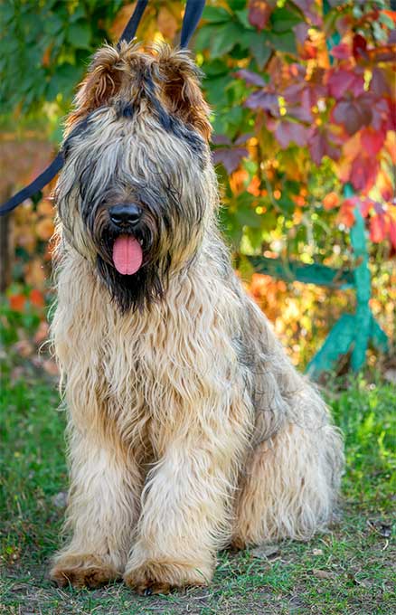 Briard