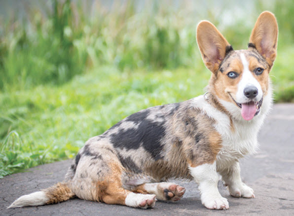 Cardigan Welsh Corgi