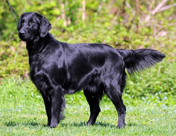 Flat Coated Retriever