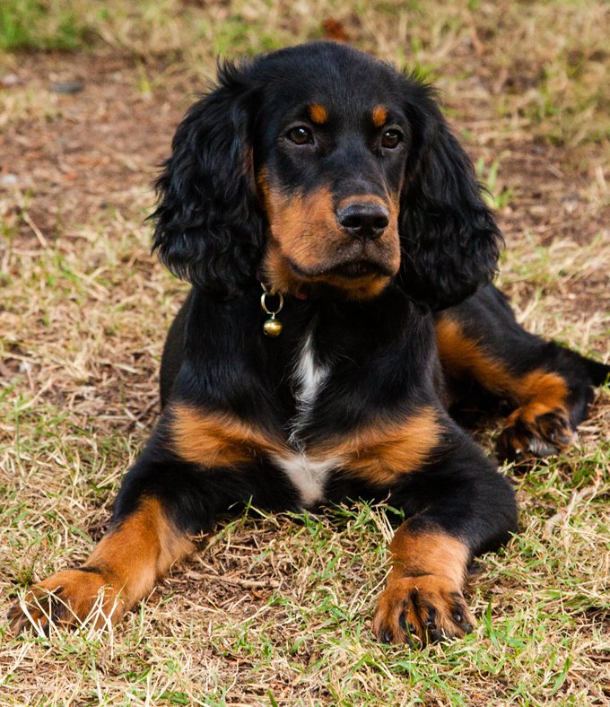 Gordon Setter