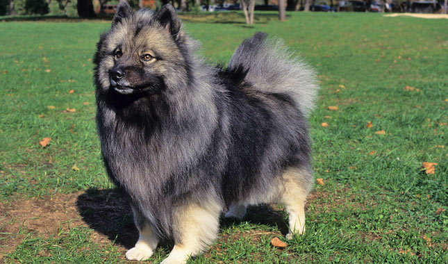 Keeshond