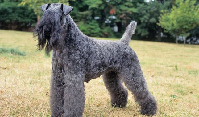 Kelly Blue Terrier