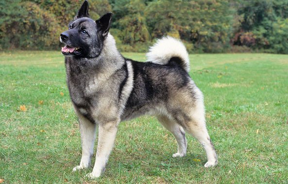 Norwegian Elkhound