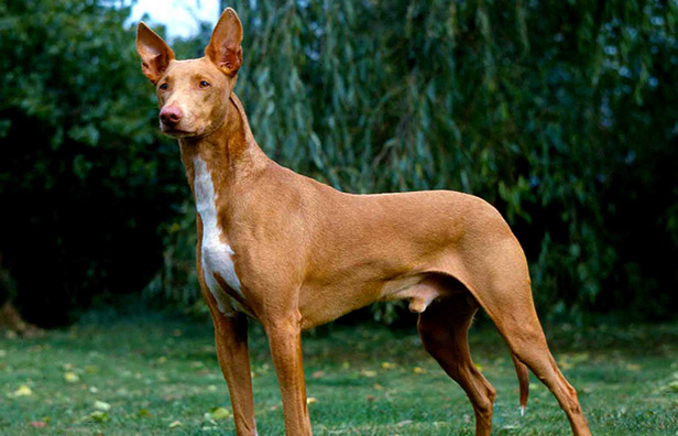 Pharaoh Hound