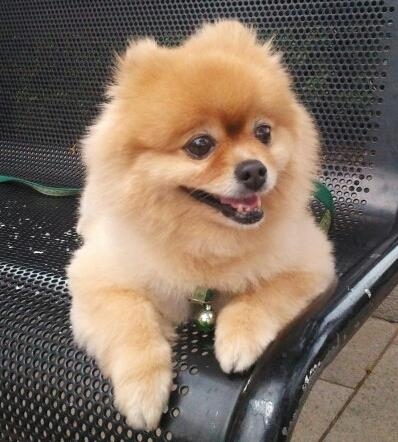 Pomeranian