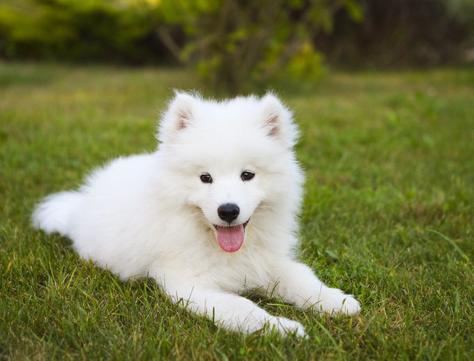 Samoyed