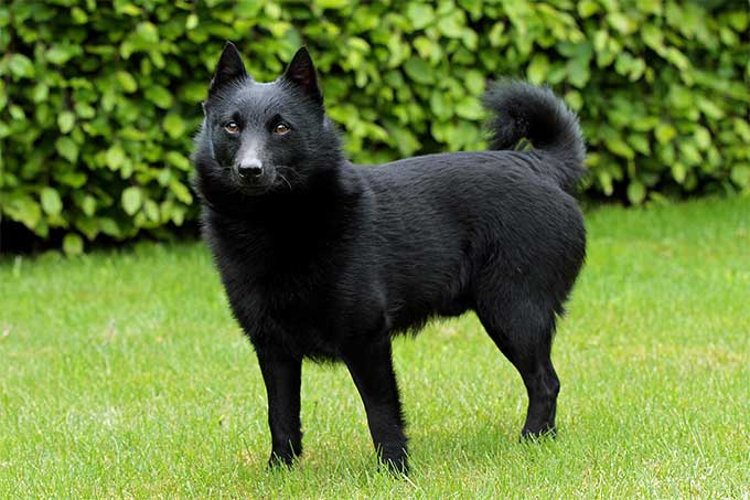 Schipperke