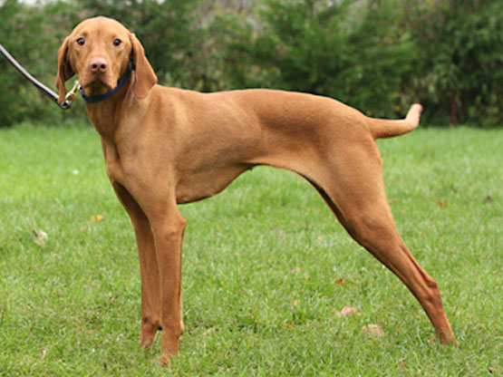 Vizsla