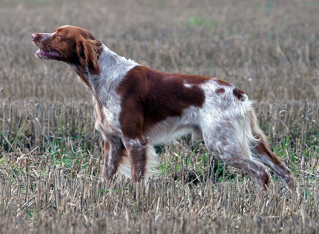 Brittany Spaniel 