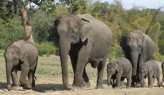 Herd Roams In The Forest