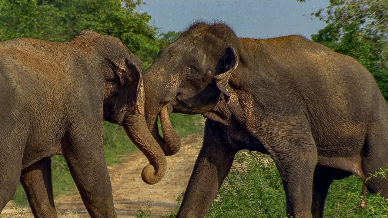 The Elephants Became Anxious