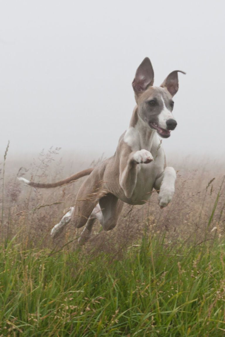 Whippet