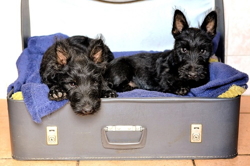 Scottish Terrier