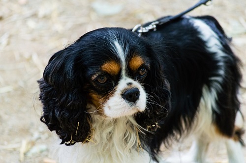 Cavalier King Charles Spaniel