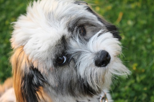 Havanese