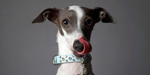 Italian Greyhound