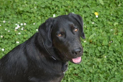 Labrador Retriever