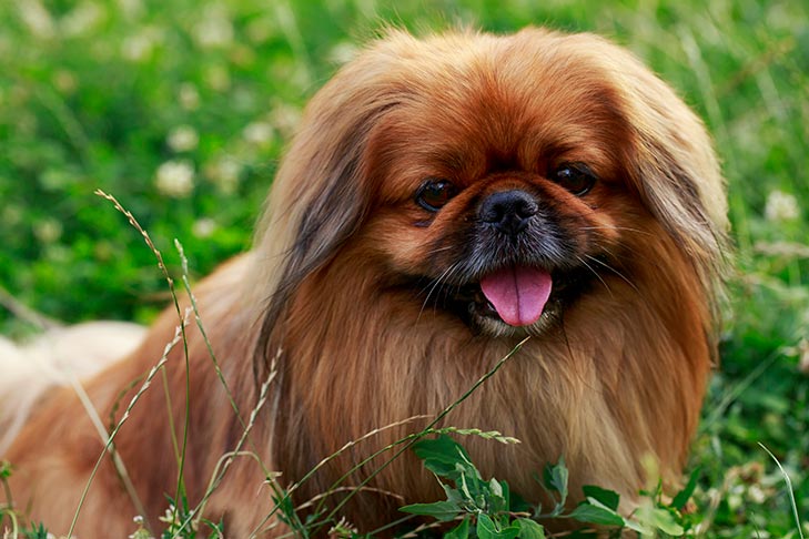 Pekingese