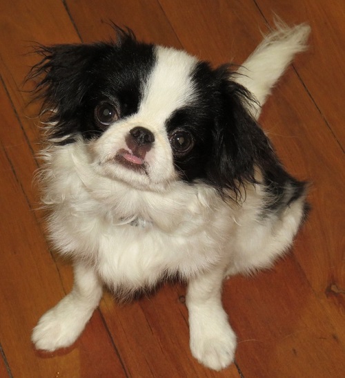 Japanese Chin