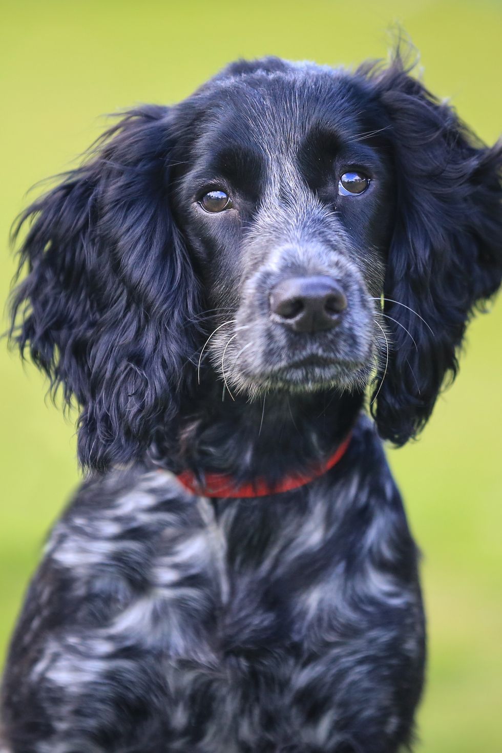 English Cocker Spaniel