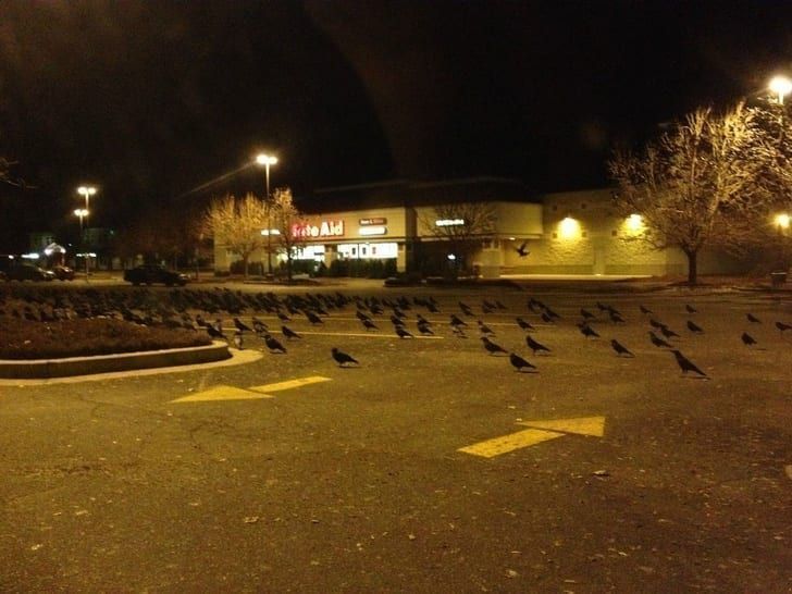 An Eerie Bird Gathering