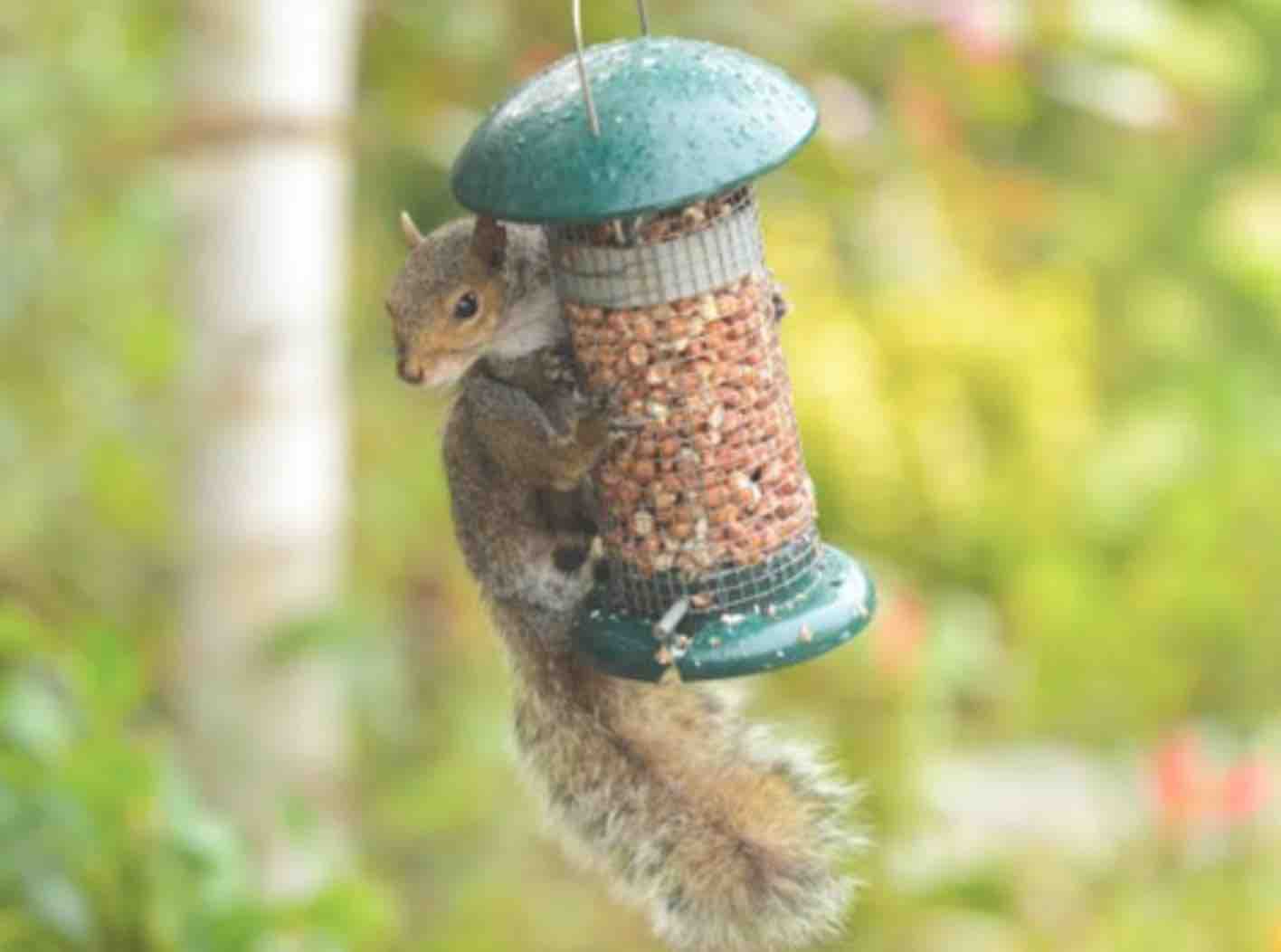 Pour Que Les Écureuils Arrêtent De Venir Grignoter Dans Vos Mangeoires Pour Oiseaux