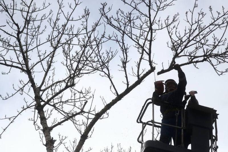 Trim The Loose Tree Branches