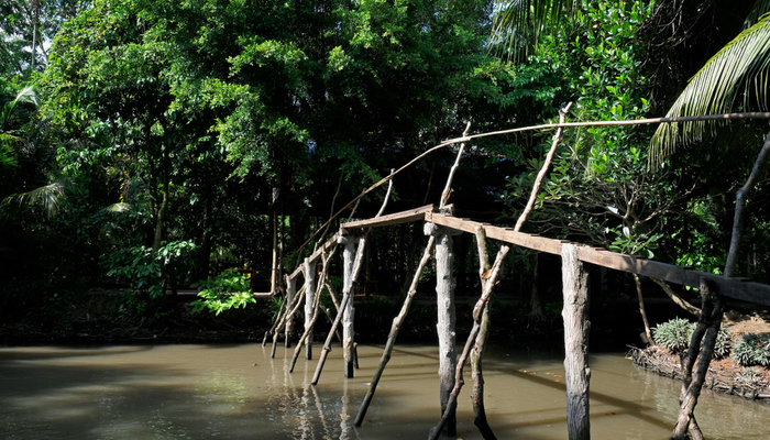 Monkey Bridges In Vietnam