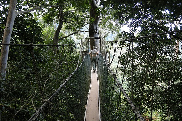 Taman Negara Canopy Walkways In Malaysia